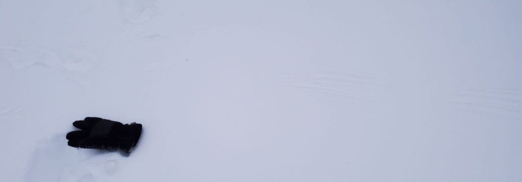 Raptor prints in snow