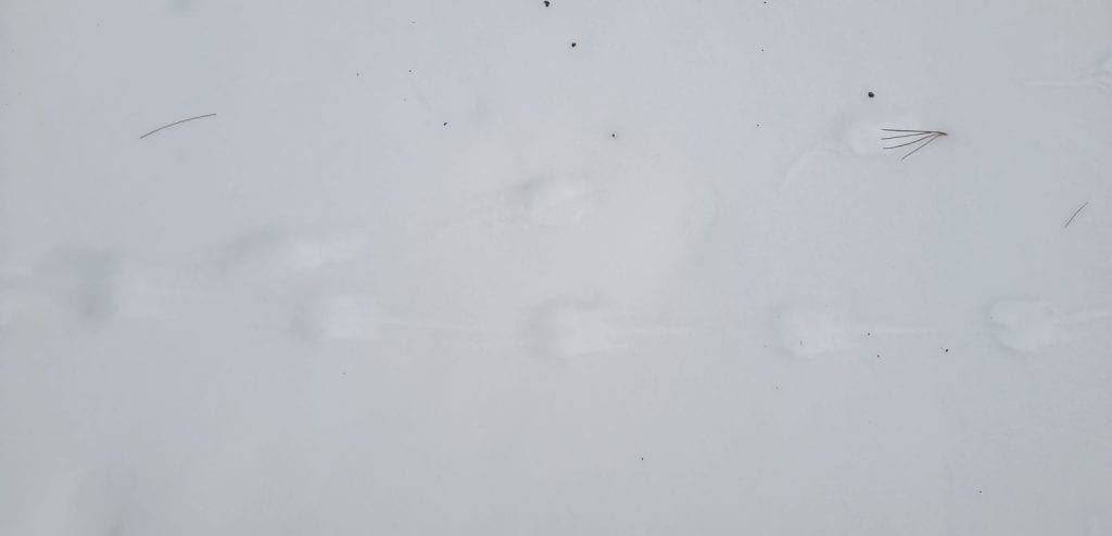 mouse tracks with tail drag